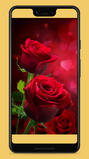 beautiful red rose flower wallpaper