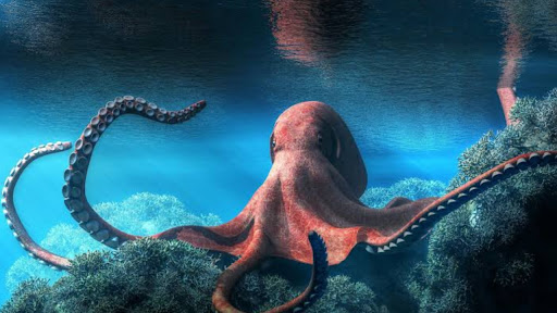 Octopus Match Premium