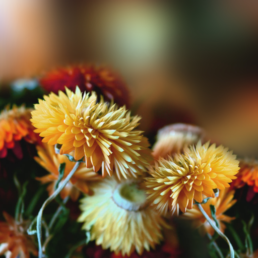 Autumn Flowers Live Wallpaper logo