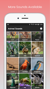 Animal Sounds App - With Birds