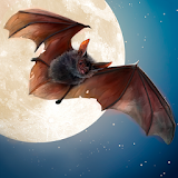 Wild Bat Simulator 3D icon
