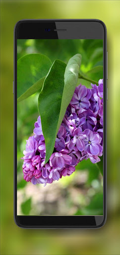 Spring Lilac Blooom