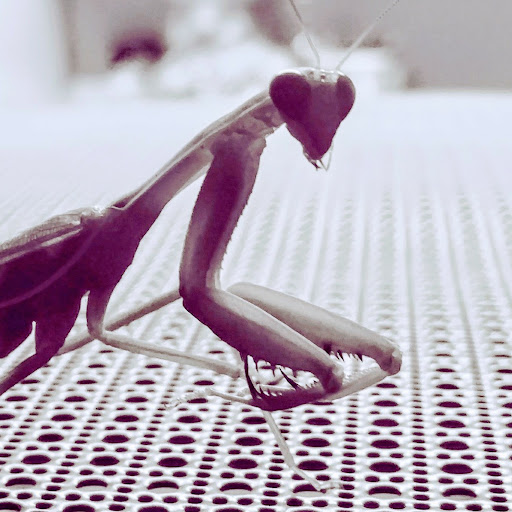 Perri the mantis keeper