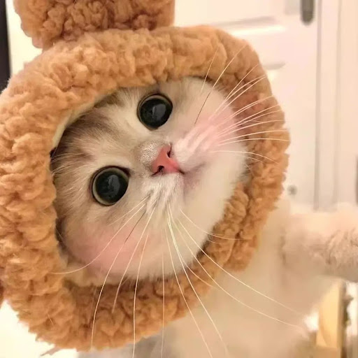 Sora Nya-chan