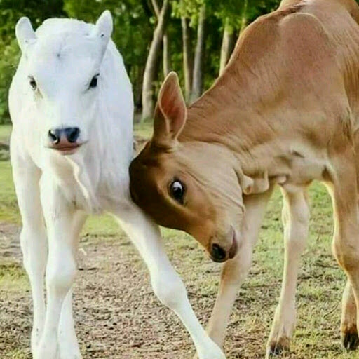 manjunathan rb