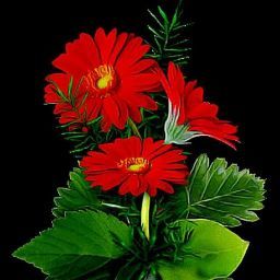 Md Shahadat Hossain