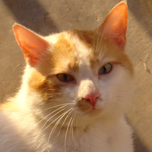 Cat Mandue