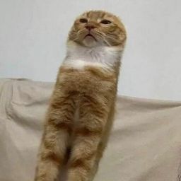 1 cat
