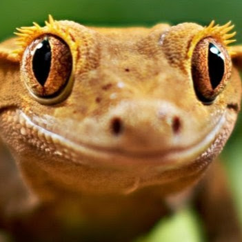 Evil Geck0