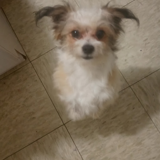Penny “PennyLover” Gomez