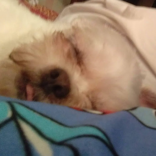 Prince Marcky Villaruz