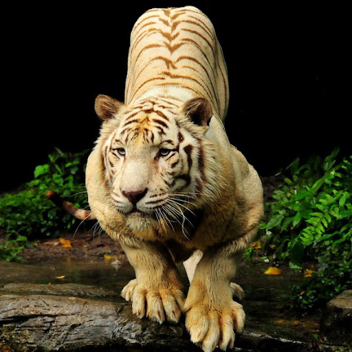 shrikant Taksale