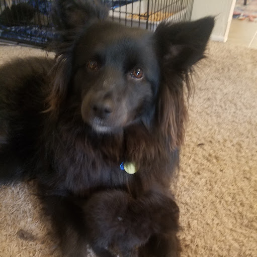 Jules “xraypuppy”