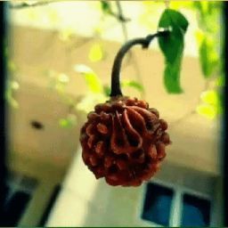 Udit Gaur