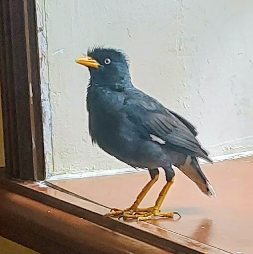 author