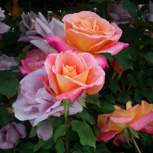Rose Cox