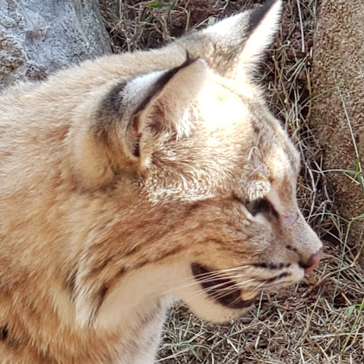 Megatron Yeets (Meg)