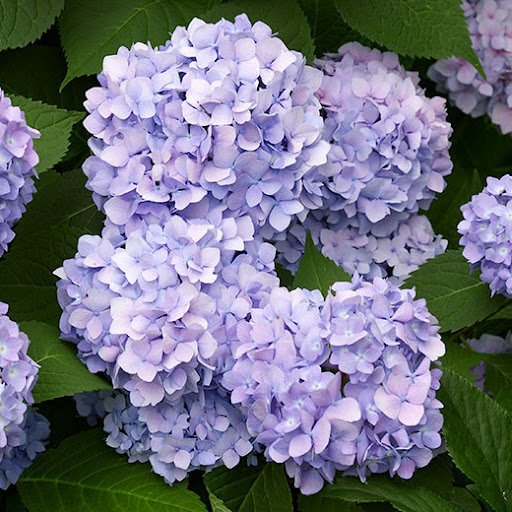 Maria Abigail Oñate