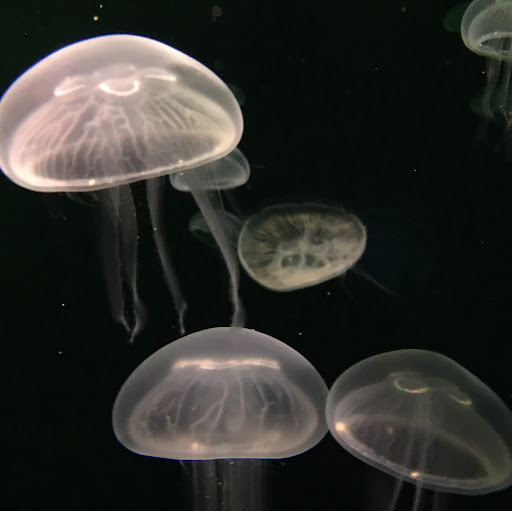 Mohamed Saufi Ismail