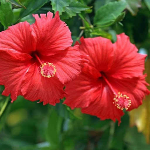 MD. HASINUR MAHATAB MAHI