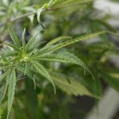 Volchitsa Blooderina