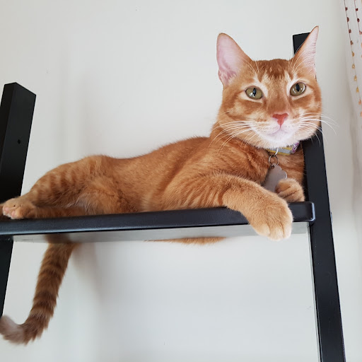 Hana Z. Poelsma-Ibrahim