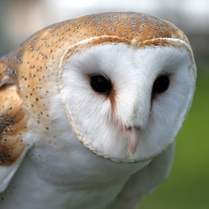 Kyrstin Haney (shadows700)