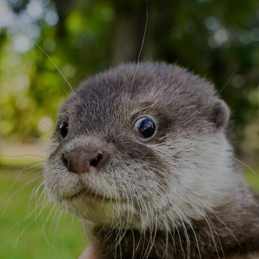 OtterLord