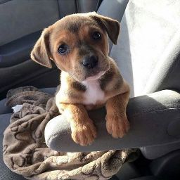 Халим Сахим