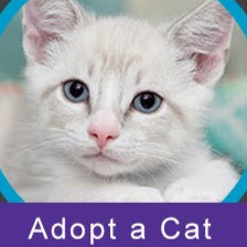 Fatima Delle Donne (PROJECT BEDS FOR CATS)