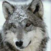 Silver Wolf