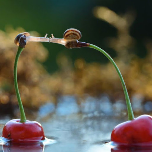 Mohammadjavad Aboumaashzade