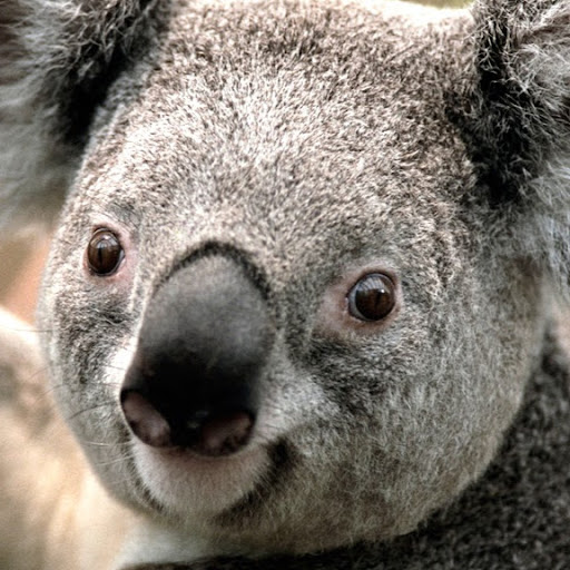 Toss a coin to your Witcher