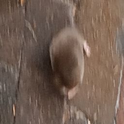 Jacob Batista (DeinzoBro)