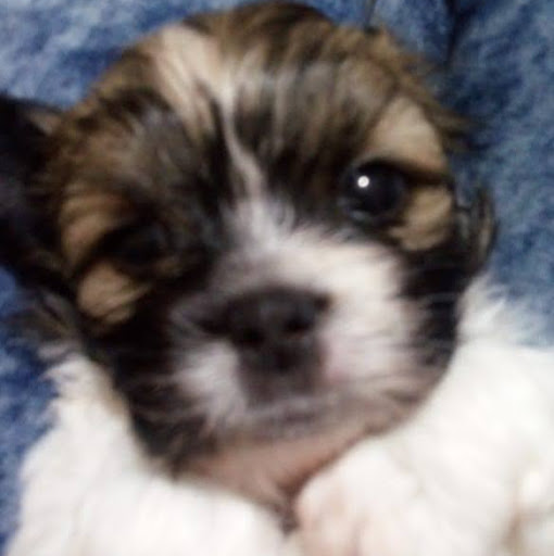 Bernardo Machado de Souza