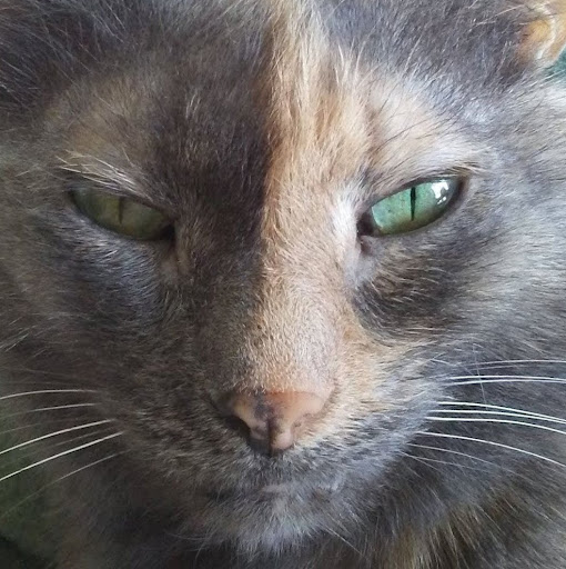 Barbara Perry (Tsiaar)