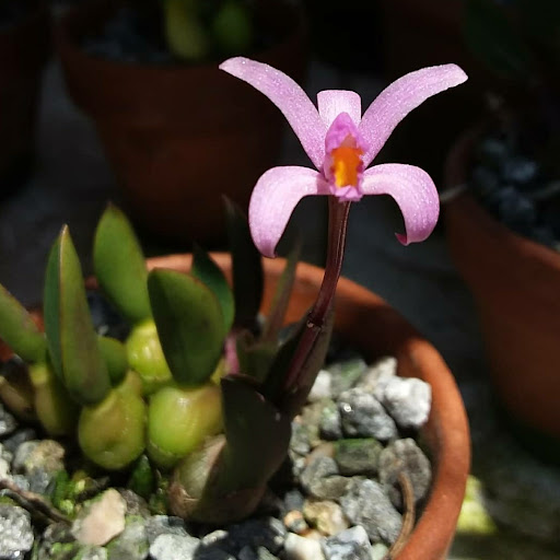 jeffs orchid collection