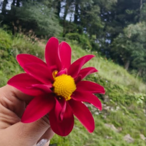 Anju Anju