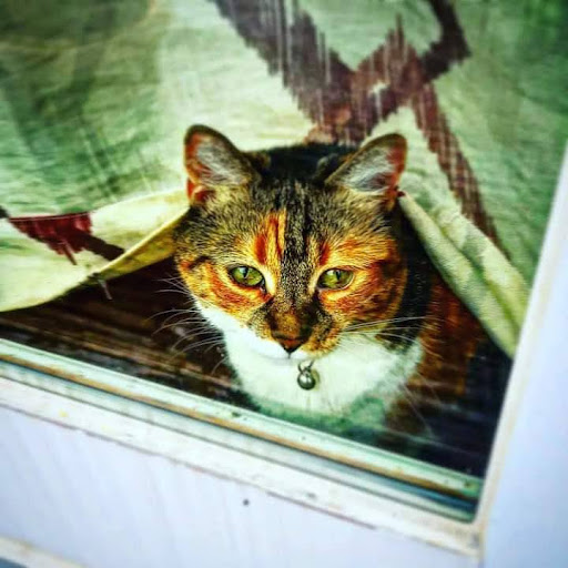 Thurd Ferguson (ThurdFerguson)