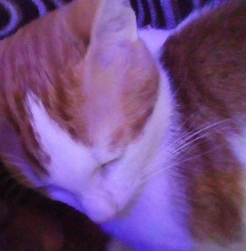 Amina Alhassan Diasso