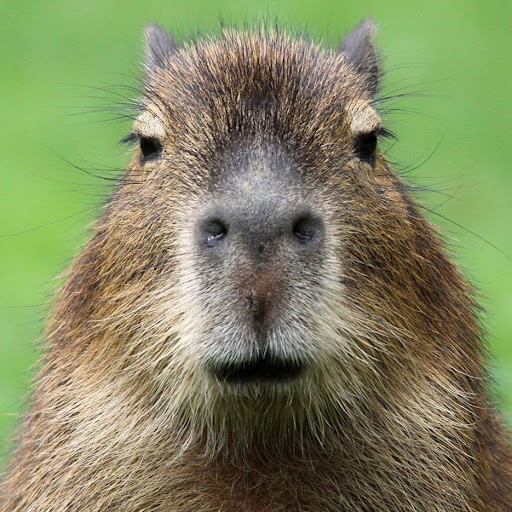 officerjm16 (officerjm16)