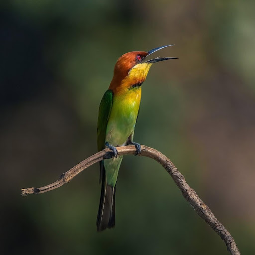 Prasad Zarekar (Sonu)