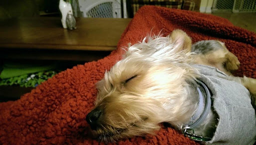 Rebecca Corvello (Becky)