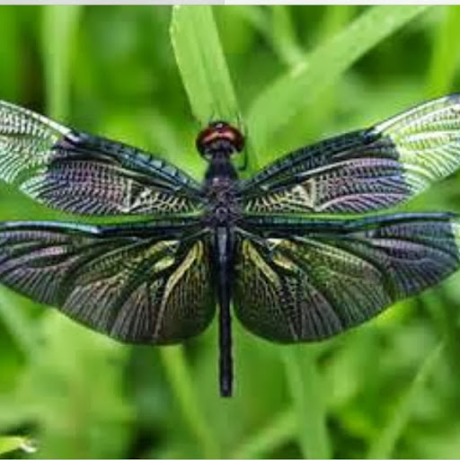 charlotte richardson