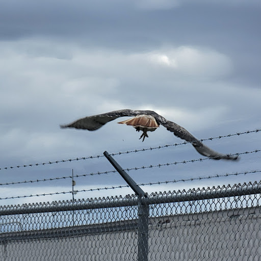 Maurice “Mauro” Davis