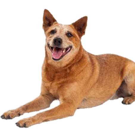 Døğģý and DESTRUCTION Lovers channel.