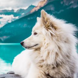 A wondering Exotic exol