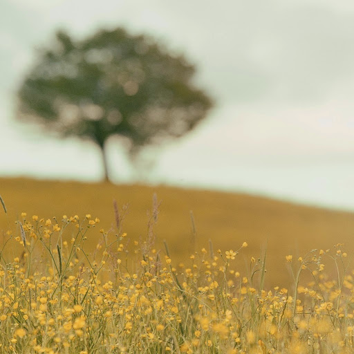 DanDann “Miss” Papaya