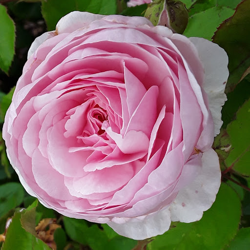 Syeda Nadimah Chowdhury Ali