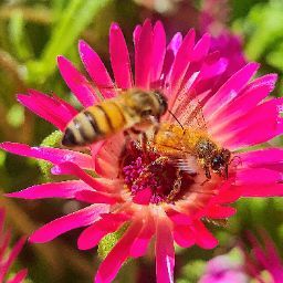 The Bucket Woman (Hyacinth)